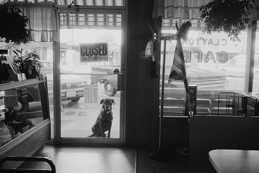 An image of a dog through a window in Clayton