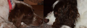Nose to Nose Diptych