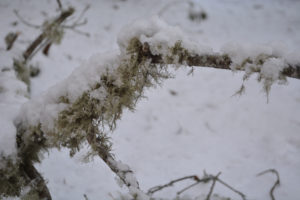 DOF of moss on branch